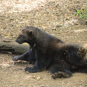 Wolverine at Cotswold WP, 22/04/17