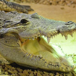 Morelet's Crocodile at Cotswold WP, 22/04/17