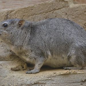 Arabian Rock Hyrax at Cotswold WP, 22/04/17