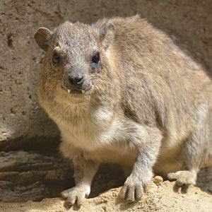 Arabian Rock Hyrax at Cotswold WP, 22/04/17