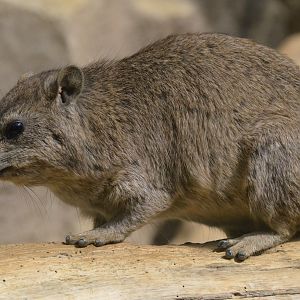 Arabian Rock Hyrax at Cotswold WP, 22/04/17