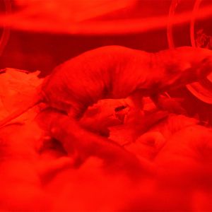 Naked Mole Rats at Cotswold WP, 22/04/17