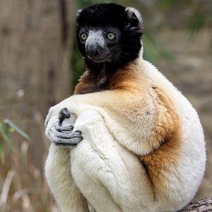 Crowned sifaka : Cotswold WP : 21 Apr 2017
