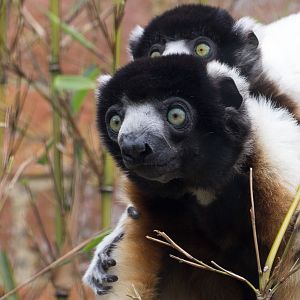 Crowned sifaka : Cotswold WP : 21 Apr 2017