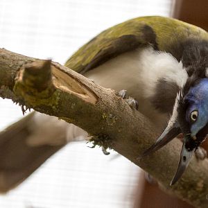 Blue-faced honeyeater : Cotswold WP : 21 Apr 2017