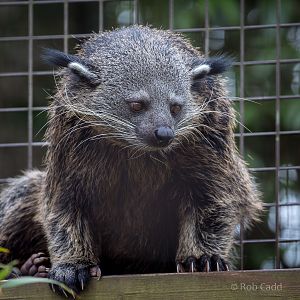 Binturong : Cotswold WP : 21 Apr 2017