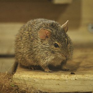 Neumann's Grass Rat at Cotswold WP, 22/04/17