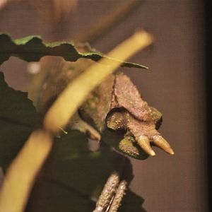 Cameroon Sailfin Chamaeleon at Cotswold WP, 22/04/17