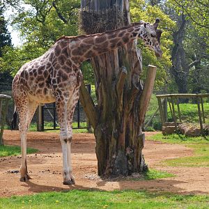 Giraffe at Cotswold WP, 22/04/17