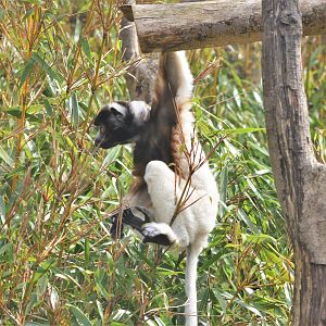 Young Crowned Sifaka at Cotswold WP, 22/04/17