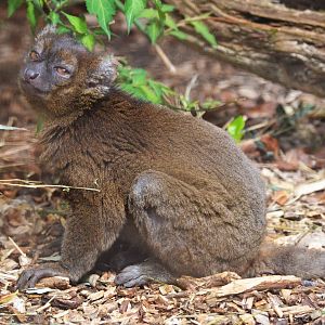 Broad-nosed Gentle Lemur at Cotswold WP, 22/04/17