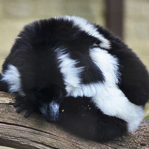 Belted Ruffed Lemur at Cotswold WP, 22/04/17