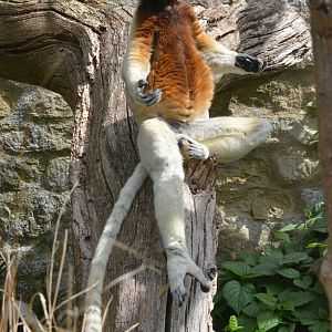 Crowned Sifaka at Cotswold WP, 22/04/17