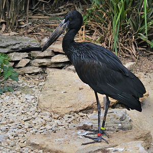 African Openbill at Cotswold WP, 22/04/17