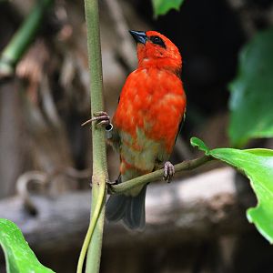 Madagascar Fody at Cotswold WP, 22/04/17