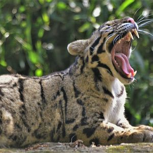 Indochinese Clouded Leopard at Cotswold WP, 22/04/17