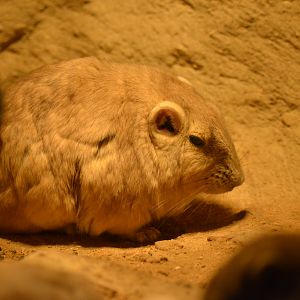 Common Gundi at Cotswold WP, 22/04/17