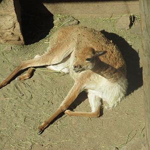 vicuña