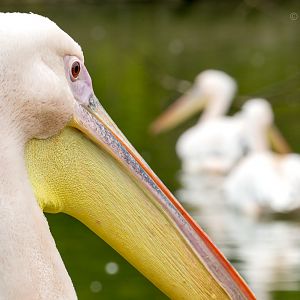 Great white pelican : Cotswold WP : 21 Apr 2017