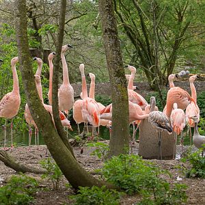 Chilean flamingo : Cotswold WP : 21 Apr 2017
