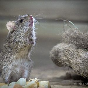 Neumann's grass rat : Cotswold WP : 21 Apr 2017