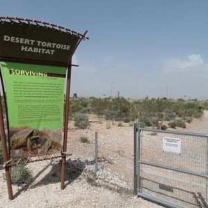Desert Tortoise Habitat