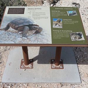 Desert Tortoise Habitat