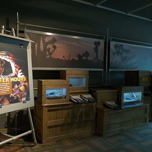 The Desert After Hours (Indoor) Exhibits