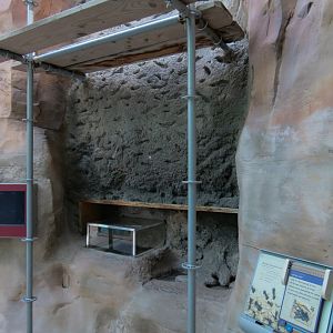 Rough Harvester Ant Exhibit