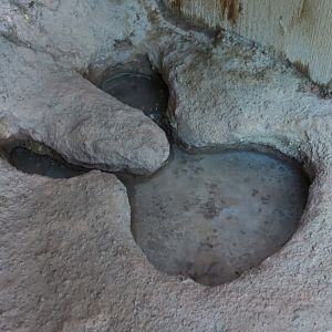 Rough Harvester Ant Exhibit