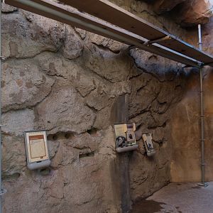 Botta's Pocket Gopher and Desert Tarantula Exhibits