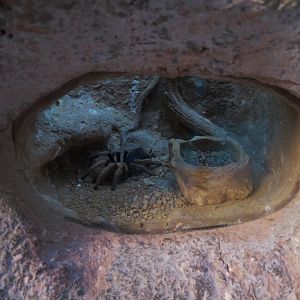 Desert Tarantula Exhibit