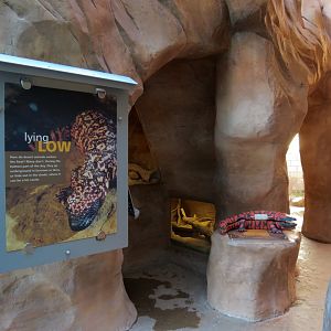 Banded Gila Monster Exhibits