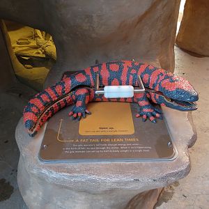 Banded Gila Monster Exhibits - Monster Model