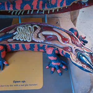 Banded Gila Monster Exhibits - Monster Model