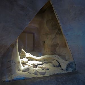 Banded Gila Monster Exhibits