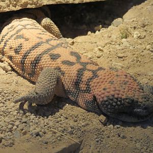Banded Gila Monster Exhibits