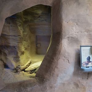 Banded Gila Monster Exhibits