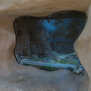 Relict Leopard Frog Exhibit