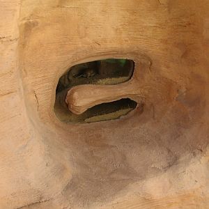 Merriam's Kangaroo Rat Exhibit