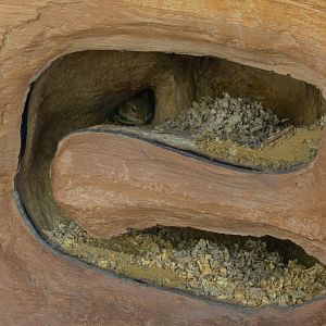 Merriam's Kangaroo Rat Exhibit