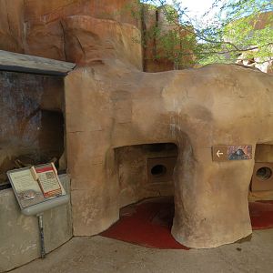 Merriam's Kangaroo Rat and Desert Tortoise Exhibits
