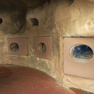 Desert Tortoise Exhibit - Burrows