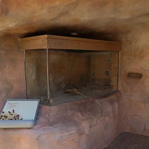 Rough Harvester Ant Exhibit