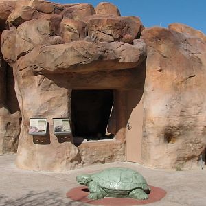 Lizard Exhibit - 4 species