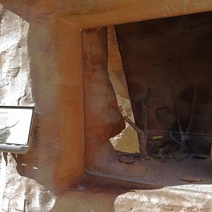 Lizard Exhibit - 4 species