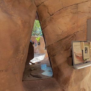 Lizard Exhibit - 4 species