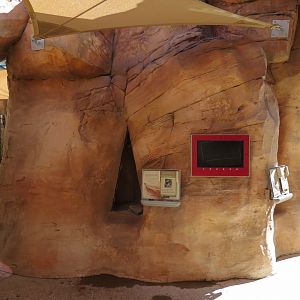 Lizard Exhibit - 4 species