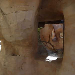 Desert Spiny Lizard Exhibit