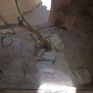 Desert Spiny Lizard Exhibit
